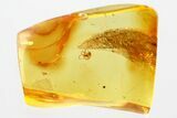 Detailed Fossil Spider (Araneae) In Baltic Amber #381520-1